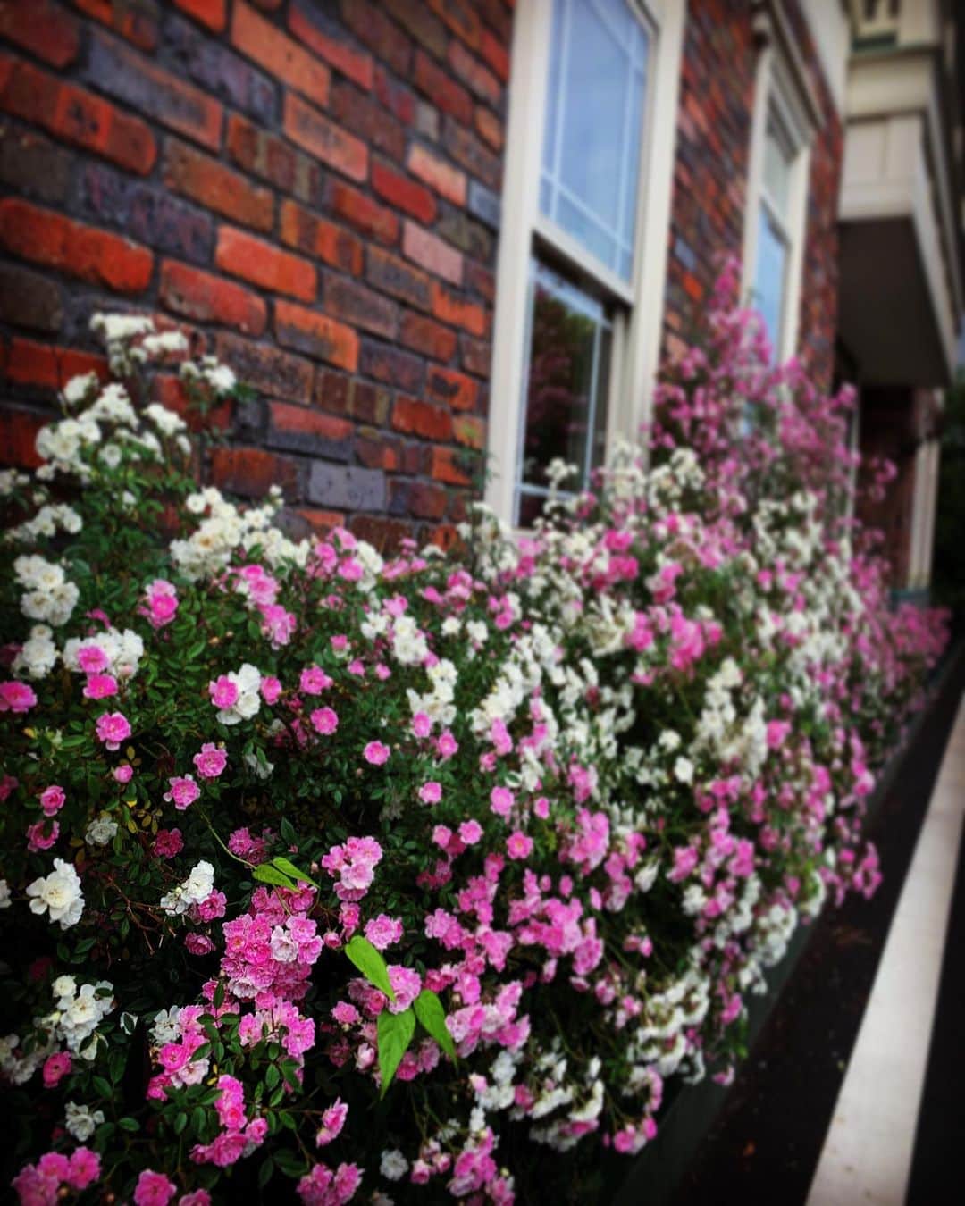 宍戸留美のインスタグラム：「#花 #満開 #箱崎 #福岡 #fukuoka #japanese #flower」