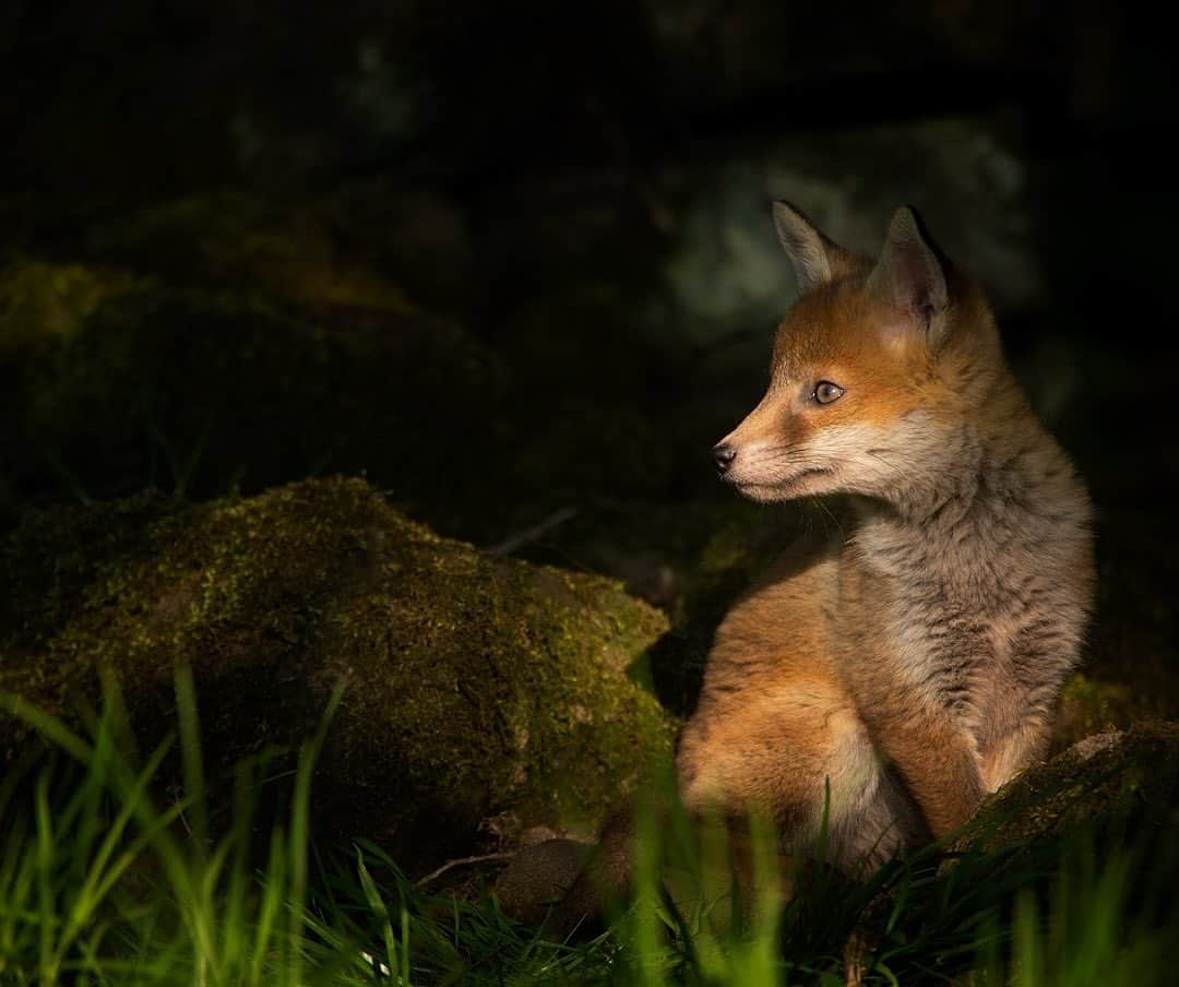 thephotosocietyさんのインスタグラム写真 - (thephotosocietyInstagram)「Photograph by @andyparkinsonphoto/@thephotosociety  Red fox cub – It can be so easy to assume that when you have photographed at a particular location exhaustively that somehow that place will have offered all that it has. It’s a mistake that I have made time and time and time again and it is always a delight when I get the opportunity to kick myself for being so blinkered. Take this lovely little fox cub, sitting on an old stone wall in evening sunlight. I had originally photographed at this site back in 2012 and again I did so exhaustively, working every day for seven weeks as the cubs grew to adolescence and eventual independence. The location of the fox earth meant that all of my images were captured in an open meadow which was fine for nice portraits of foxes in long grass but little else. I felt as though I had ‘done’ with that site, that it could offer me no more, even if by some good fortune another fox family decided to make it their home. Fast forward a few years and I am able to see the folly in my blinkered thinking. The earth has moved just 30 yards down the field bottom but of course, every single image that I am able to capture is knew, and different and fresh. With the passing of time so this might of course change but every image like this that I’m able to produce renews my patience, my commitment and my endeavour. Yes of course I will repeat myself but photography is so often about exploration, exploring new ideas and perspectives, noticing little aspects of behaviour but when you’re dealing with fox cubs and variable light then the possibilities really are endless. I hope that maybe this is the last time that I need to learn this lesson but given my history I’m afraid that it might not be.」5月26日 5時12分 - thephotosociety