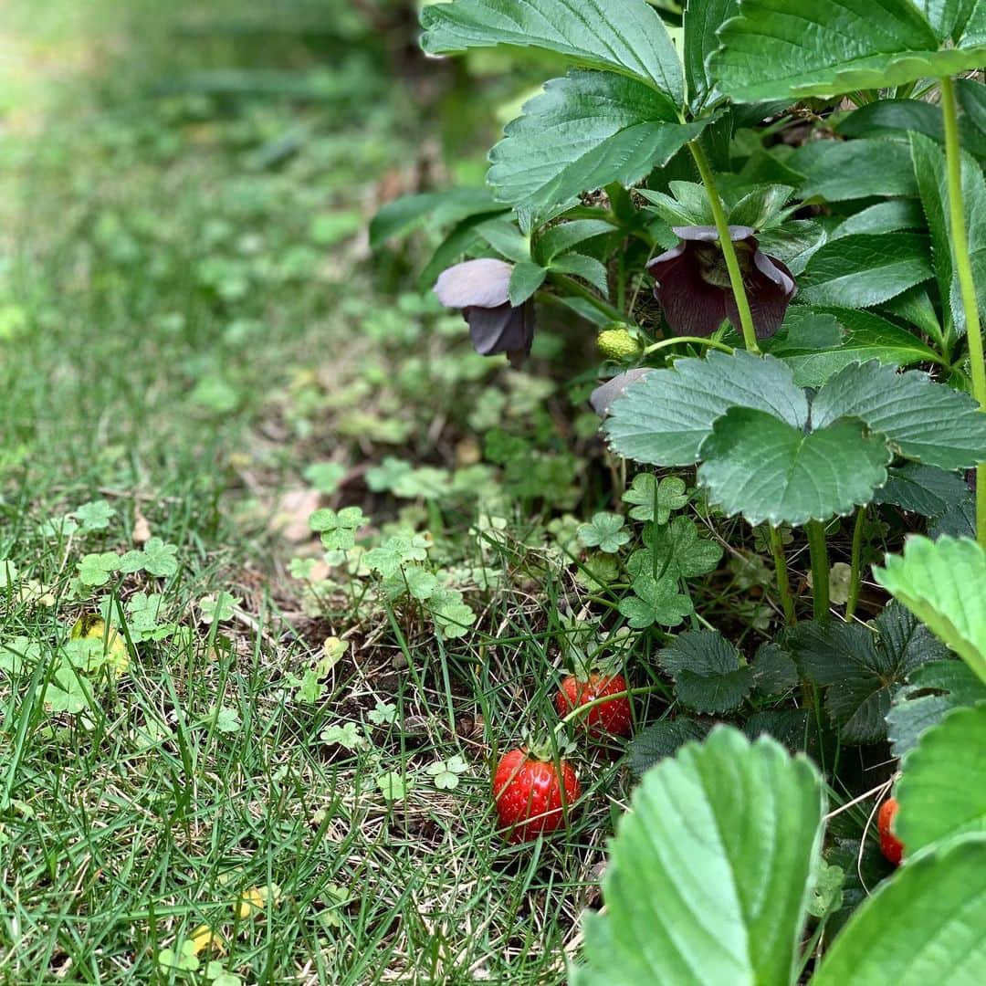 藤原美智子さんのインスタグラム写真 - (藤原美智子Instagram)「庭のイチゴ🍓 赤く実った姿を見つけるとテンション上がるし、嬉しくなります😆 そして美味しい💓 ・ #ガーデニング #ガーデニング備忘録 #いちご #イチゴ #苺 #クローバーも #育ってます 😅 #藤原美智子 #fujiwaramichiko #ladonna #michikolife」5月26日 5時21分 - michiko.life