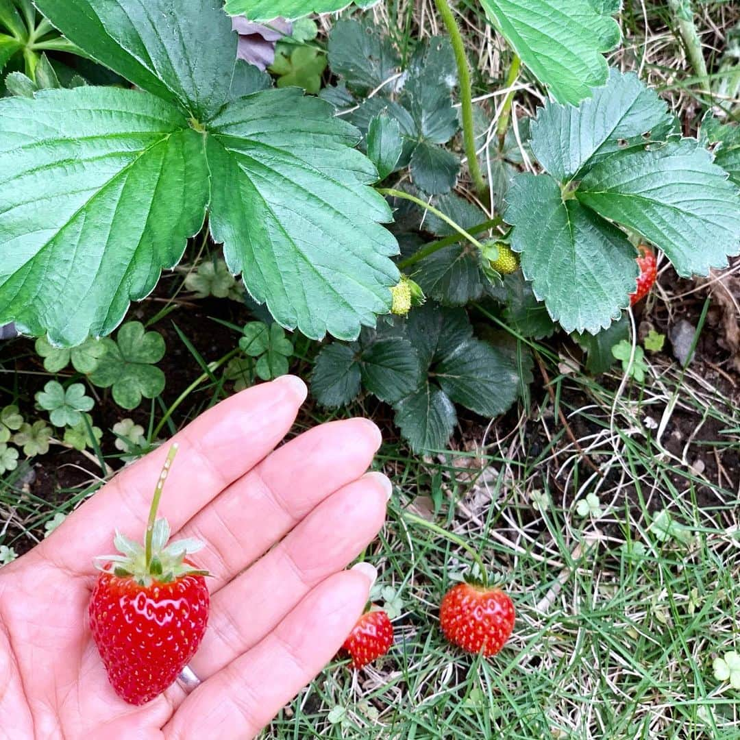 藤原美智子さんのインスタグラム写真 - (藤原美智子Instagram)「庭のイチゴ🍓 赤く実った姿を見つけるとテンション上がるし、嬉しくなります😆 そして美味しい💓 ・ #ガーデニング #ガーデニング備忘録 #いちご #イチゴ #苺 #クローバーも #育ってます 😅 #藤原美智子 #fujiwaramichiko #ladonna #michikolife」5月26日 5時21分 - michiko.life