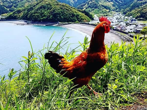 竹虎さんのインスタグラム写真 - (竹虎Instagram)「野良鶏がゆうゆうと歩く、日本唯一の虎竹の里。 .  #竹虎 #虎斑竹専門店竹虎 #山岸竹材店 #竹虎四代目 #TAKETORA #竹屋 #竹製品 #竹細工 #竹工芸 #竹 #bamboo #虎竹 #真竹 #青竹 #白竹 #淡竹 #孟宗竹 #庭鶏 #虎竹の里 #野良鶏 #日曜日 #日本唯一 #のどかな里 #散歩」5月26日 5時33分 - taketora1894