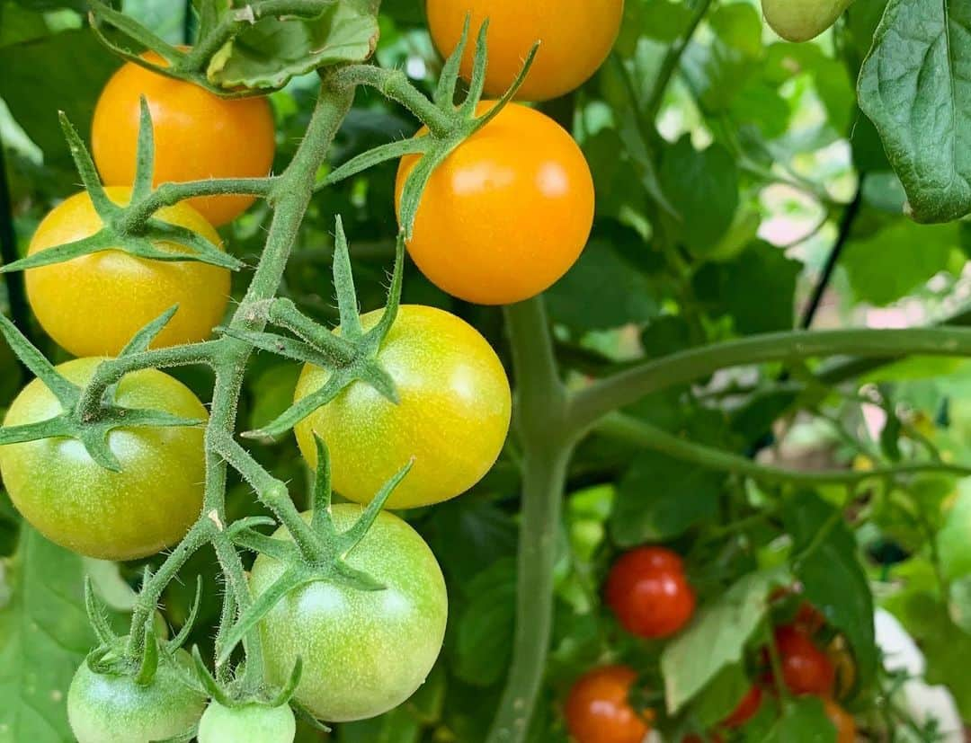 トム・リントンさんのインスタグラム写真 - (トム・リントンInstagram)「Today’s harvest from my container garden. The tomatoes are: Sun Sugars, Yellow Pears, Power Pop Hybrids, Cherry Baby Hybrids, & Sweet 100s and on the right are Shishito peppers. The last photo is of an herb called Papalo which tastes like cilantro/arugula.」5月26日 6時10分 - tomdlinton