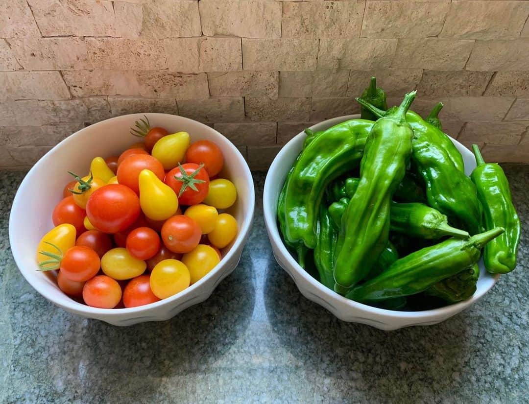 トム・リントンのインスタグラム：「Today’s harvest from my container garden. The tomatoes are: Sun Sugars, Yellow Pears, Power Pop Hybrids, Cherry Baby Hybrids, & Sweet 100s and on the right are Shishito peppers. The last photo is of an herb called Papalo which tastes like cilantro/arugula.」