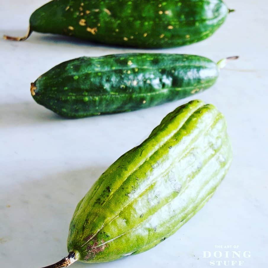 Lanikai Bath and Bodyさんのインスタグラム写真 - (Lanikai Bath and BodyInstagram)「Loofah is from the cucumber family did you know? Pretty cool how they grow. Best exfoliating soap ever. #lanikaibathandbody #lanikaibathandbodyjapan #natural #kailuatownhi」5月26日 6時19分 - lanikaibathandbody