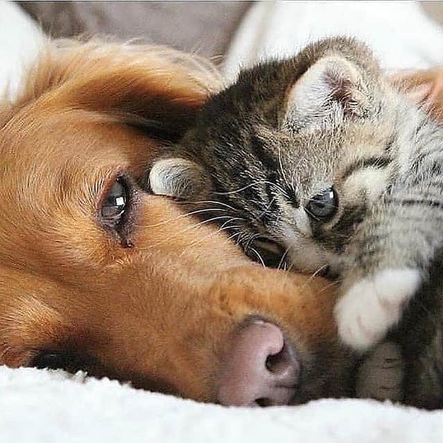 Cute Pets Dogs Catsさんのインスタグラム写真 - (Cute Pets Dogs CatsInstagram)「Adorable !😍 📩 Submit your cat's photo to our contest email to be featured💕 ⠀⠀⠀⠀⠀⠀⠀⠀⠀ Notification ON 💙  #kittens_of_world and follow us to be featured 😸  From: unknown(dm us) #kitty #cats #kitten #kittens #kedi #katze #แมว #猫 #ねこ #ネコ #貓 #고양이 #Кот #котэ #котик #кошка #cutecats #cutest #meow #kittycat #topcatphoto #kittylove #mycat #instacats #instacat #ilovecat #kitties #gato #kittens #kitten」5月26日 6時31分 - dailycatclub