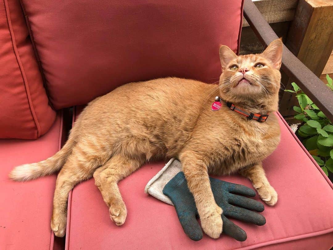 Snorri Sturlusonさんのインスタグラム写真 - (Snorri SturlusonInstagram)「STOLEN: blue gardening glove #6, right handed, night of 5/24. The showa mismatch means there are least two more blue gloves left out there, possibly more. I have a suspicion of where these are coming from but I want to see how many will come in! I’m a bad person. #snorristurluson #snorrithecat #catburglar #kleptokitty #spokanedoesntsuck #catsofinstagram」5月26日 6時34分 - snorrithecat