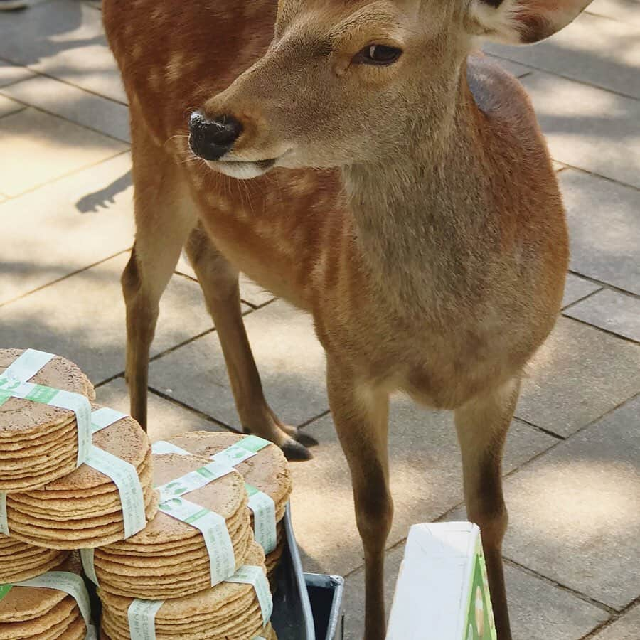 福田里香さんのインスタグラム写真 - (福田里香Instagram)「これは、おいしそうなお煎餅。 焼き色といい、薄さといい それに、生地のテクスチャーもいい……… なんて感じがいいんでしょう。 それもそのはずです。 長年に渡り、 奈良で一番人気の銘菓ですから。 ただし、鹿限定でな。 🦌🦌🦌🦌🦌🦌🦌🦌🦌🦌🦌🦌🦌🦌🦌 #鹿せんべい¥150 #奈良の銘菓」5月26日 6時47分 - riccafukuda