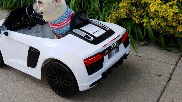 Manny The Frenchieのインスタグラム：「Rolling into memorial day weekend. 🏎🇺🇸 #patriotic #af @frenchie_bulldog」