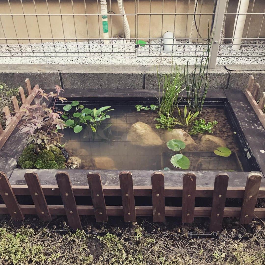 小森高博さんのインスタグラム写真 - (小森高博Instagram)「この前塗り塗りした木材で枠を作ってお庭にビオトープ風。睡蓮ちゃんと咲くといいなぁ。メダカ増えるといいなぁ。」5月26日 18時58分 - komo_tan
