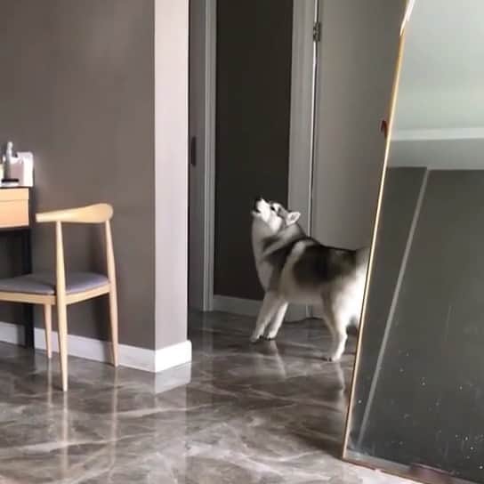 husky and malamuteのインスタグラム：「Wowwww....😛😛」
