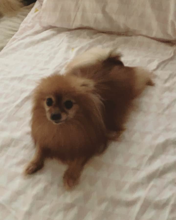 r_oseのインスタグラム：「I love that TAIL ! ! 🐻〰️」