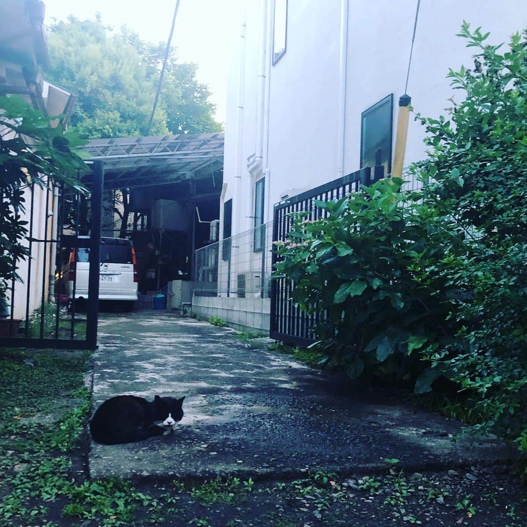 阿部洋子さんのインスタグラム写真 - (阿部洋子Instagram)「🐱 近ごろ行きがちな街の路地裏に はしゃぐあたしちを見てた ねこ。 #cat #catsofinstagram」5月26日 17時35分 - hirocoring