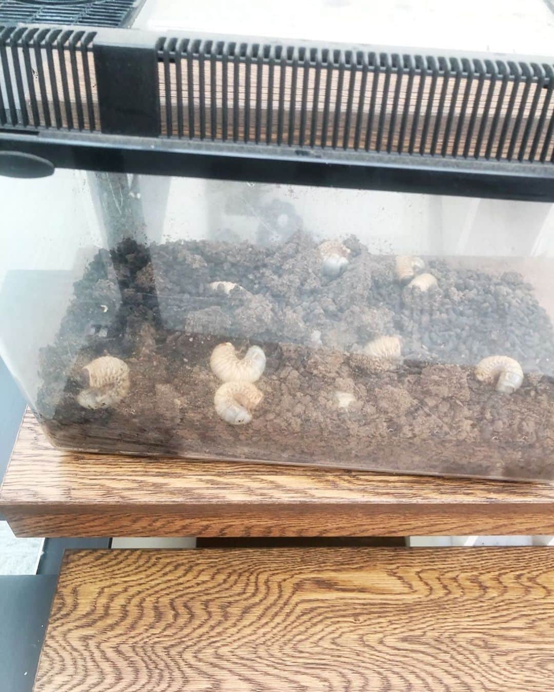 市川海老蔵 （11代目）さんのインスタグラム写真 - (市川海老蔵 （11代目）Instagram)「* Making a bedding for rhinoceros beetle larvae in the rooftop garden?! seriously?  Oh okay.... ?  He’s excited :) 産まれたカブトムシの幼虫。 これを屋上に うめるの？ 本当に？！ いいよ、、、？ 喜んどる笑笑  #市川海老蔵 #海老蔵 #成田屋 #歌舞伎  #ABKAI #ABMORI #ebizoichikawa #ebizo #kabuki #thunderparty  #classic」5月26日 17時58分 - ebizoichikawa.ebizoichikawa