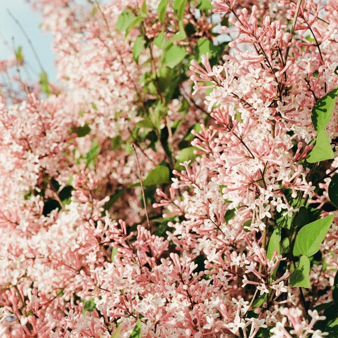 Meganさんのインスタグラム写真 - (MeganInstagram)「Favourite scent #pinklilac #lilac #summertime」5月26日 18時08分 - zanzan_domus