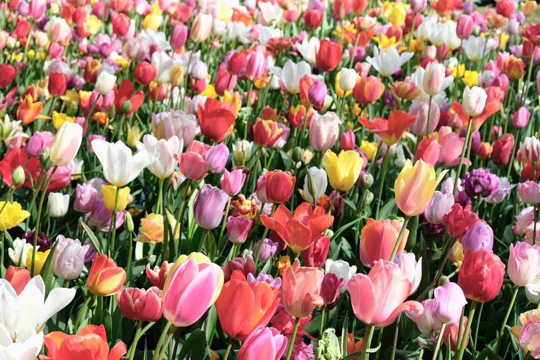 KUNIKAのインスタグラム：「Eden of tulip... 🌷  チューリップの季節までとっておいた初めての国オランダ。 花びら1枚1枚が透き通った羽のようで、チューリップってこんなに美しかったんだ、と感動しました 🐝」