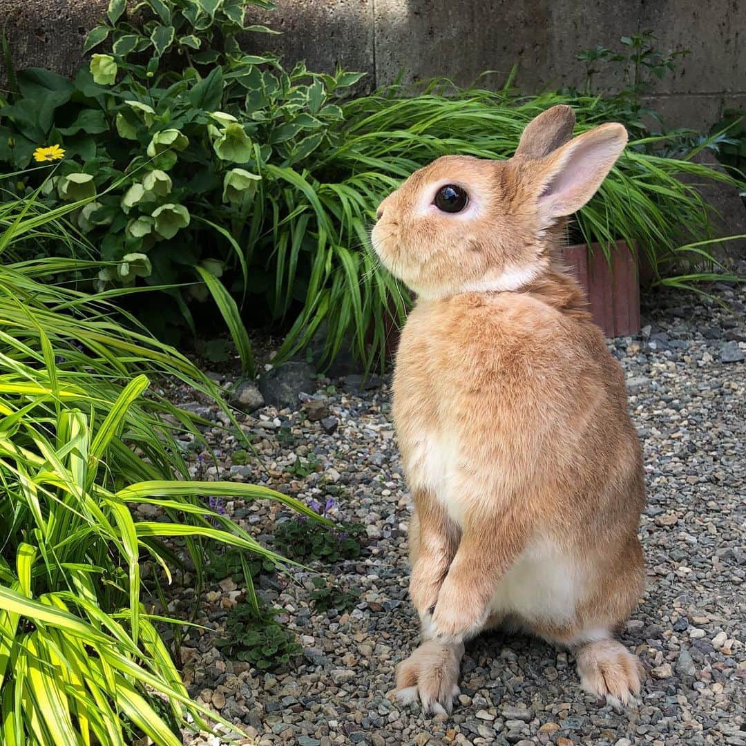 ラン?さんのインスタグラム写真 - (ラン?Instagram)「ひょこっ♡(˙꒳​˙ ) 今日は暑かったね💦 ランさん、少しだけ庭んぽしました！ 日陰で( ^-^ ) 日陰はちょうどいいくらいでした😊 急に暑くなったから、体調管理しっかりしないとね…。 ☆ #うさんぽ #庭んぽ #うたっち #うさぎ #ネザーランドドワーフ #rabbit #bunny #bunnystagram  #rabbitstagram  #cute  #かわいい #ふわもこ部  #もふもふ  #zip写真部  #アニマル写真部 #instagramjapan #netherlanddwarf #うさぎと暮らす  #うさぎのいる暮らし #癒し #kawaii #ランちゃん  2019.05.26」5月26日 18時17分 - mofumofuusako