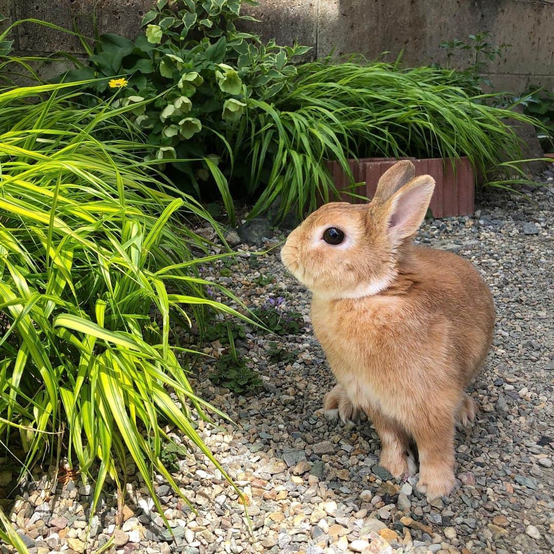 ラン?さんのインスタグラム写真 - (ラン?Instagram)「ひょこっ♡(˙꒳​˙ ) 今日は暑かったね💦 ランさん、少しだけ庭んぽしました！ 日陰で( ^-^ ) 日陰はちょうどいいくらいでした😊 急に暑くなったから、体調管理しっかりしないとね…。 ☆ #うさんぽ #庭んぽ #うたっち #うさぎ #ネザーランドドワーフ #rabbit #bunny #bunnystagram  #rabbitstagram  #cute  #かわいい #ふわもこ部  #もふもふ  #zip写真部  #アニマル写真部 #instagramjapan #netherlanddwarf #うさぎと暮らす  #うさぎのいる暮らし #癒し #kawaii #ランちゃん  2019.05.26」5月26日 18時17分 - mofumofuusako