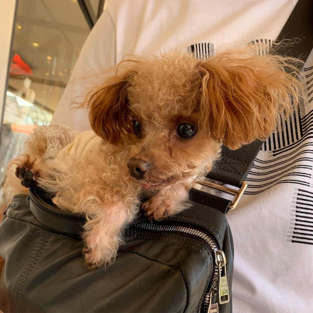 青木茉耶さんのインスタグラム写真 - (青木茉耶Instagram)「＊🐩👜🐩👜❤️ . . . かばんの上に乗ると 落ち着くティーちゃん♡ . パパと私のカバンの上に交互に😌💋 . 居眠りまでしだして 可愛すぎる🤣❤️ . . #愛犬 #プードル #お出かけ #ペットとおでかけ #アウトレット #家族でお出かけ」5月26日 18時33分 - ma_ya_126