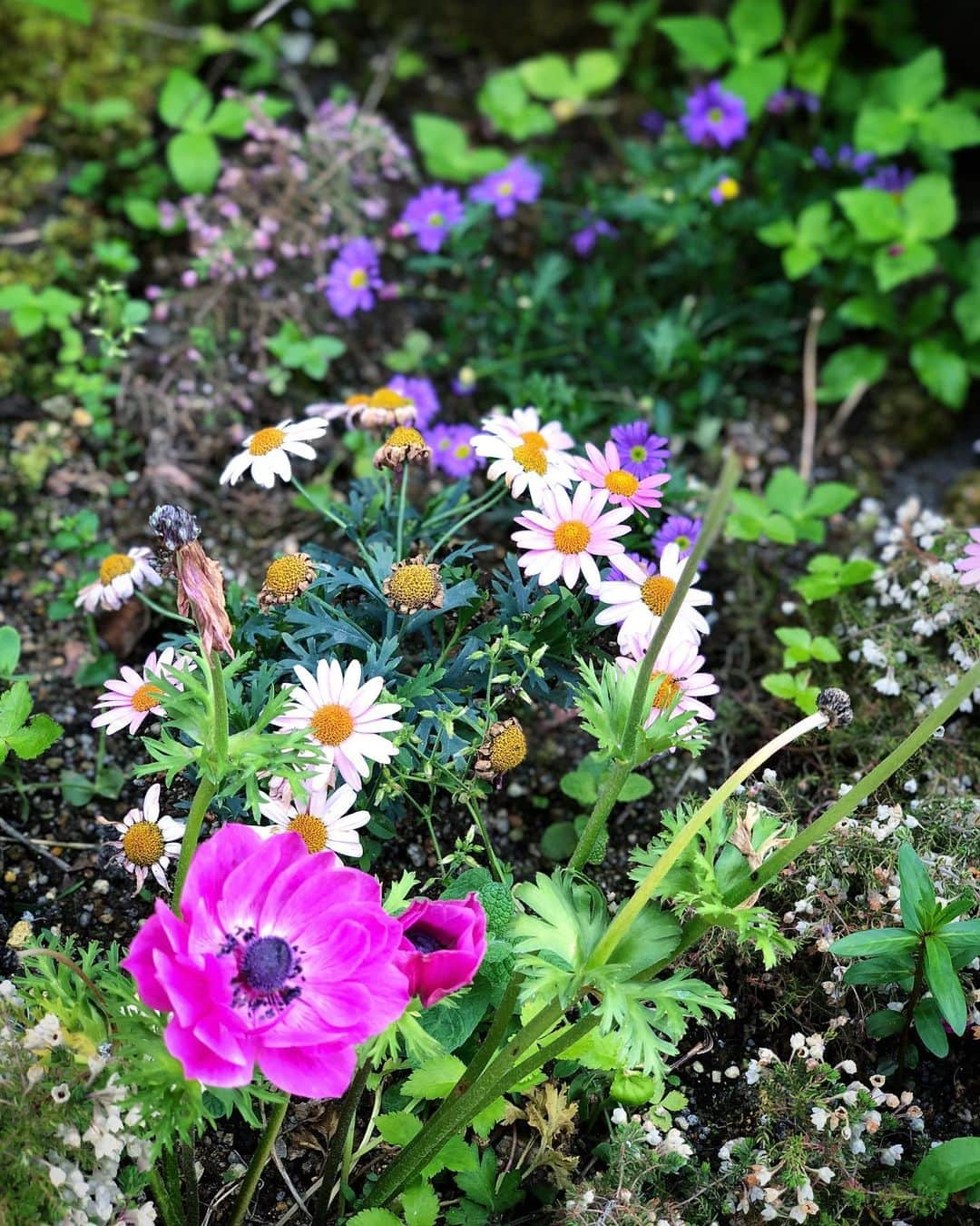 チズさんのインスタグラム写真 - (チズInstagram)「春だけ張りきる我が家の庭🌷 花が咲いてくれると本当に嬉しくて💖 いちご🍓もまだまだ実ってる😍 #mygarden  #春以外は荒れ放題 💦🙈 #牡丹 #ブーゲンビリア #アネモネ #庭パト 🐶🐾 #🍓#🌷#🌸#🌹#🌼 #Mダックス#MiniatureDachshund #ミニチュアダックス #ミニチュアダックスフンド #ミニチュアダックスクリーム #カニンヘンダックス #カニンヘンダックスフンド #犬なしでは生きていけません#愛しのわんこ #癒し犬 #ダックス13歳 #関西ダックス#短足犬 #短足部 #シニア犬#親父犬#犬は家族 #インスタでわんこみるのが日課 ♡♡♡♡」5月26日 18時32分 - sqi.chizu