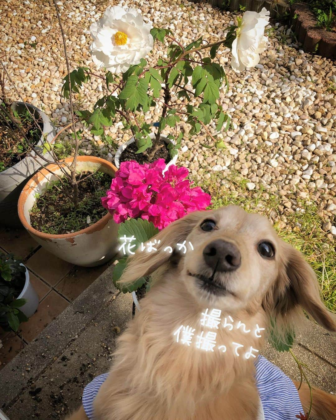 チズさんのインスタグラム写真 - (チズInstagram)「春だけ張りきる我が家の庭🌷 花が咲いてくれると本当に嬉しくて💖 いちご🍓もまだまだ実ってる😍 #mygarden  #春以外は荒れ放題 💦🙈 #牡丹 #ブーゲンビリア #アネモネ #庭パト 🐶🐾 #🍓#🌷#🌸#🌹#🌼 #Mダックス#MiniatureDachshund #ミニチュアダックス #ミニチュアダックスフンド #ミニチュアダックスクリーム #カニンヘンダックス #カニンヘンダックスフンド #犬なしでは生きていけません#愛しのわんこ #癒し犬 #ダックス13歳 #関西ダックス#短足犬 #短足部 #シニア犬#親父犬#犬は家族 #インスタでわんこみるのが日課 ♡♡♡♡」5月26日 18時32分 - sqi.chizu