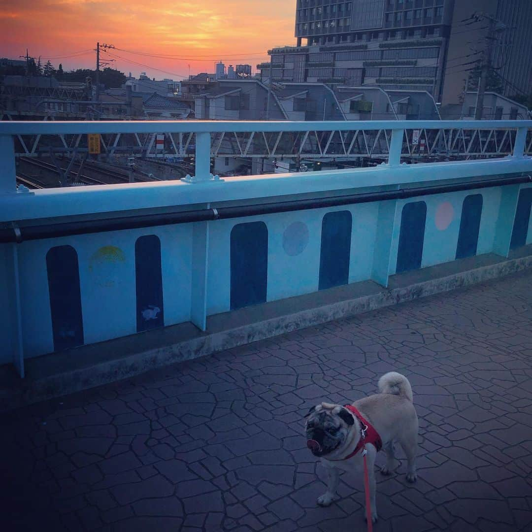 やついいちろうさんのインスタグラム写真 - (やついいちろうInstagram)「もうすぐさ sunset #pug #pugs #puglife #puglove #パグ #パグスタグラム」5月26日 18時44分 - yatsuiichiro