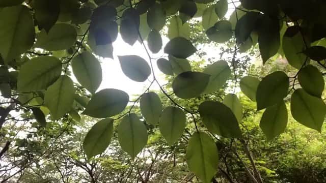 イ・ユナのインスタグラム：「같이 힐링해요 🍃 새소리에 감동.. - @u.nalee」