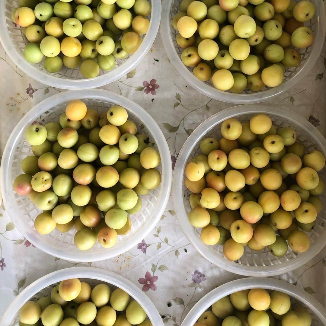 masakiさんのインスタグラム写真 - (masakiInstagram)「Sun.26 May.2019 はれ 久しぶりの高知 朝から芋天食べて、冷やしあめ飲みーの柚子ジュース飲みーの、帽子パンかじってあれこれ試食して お腹ちゃぽちゃぽw あー、日曜市たのしい♡  #服かぶった」5月26日 18時48分 - mogurapicassowols