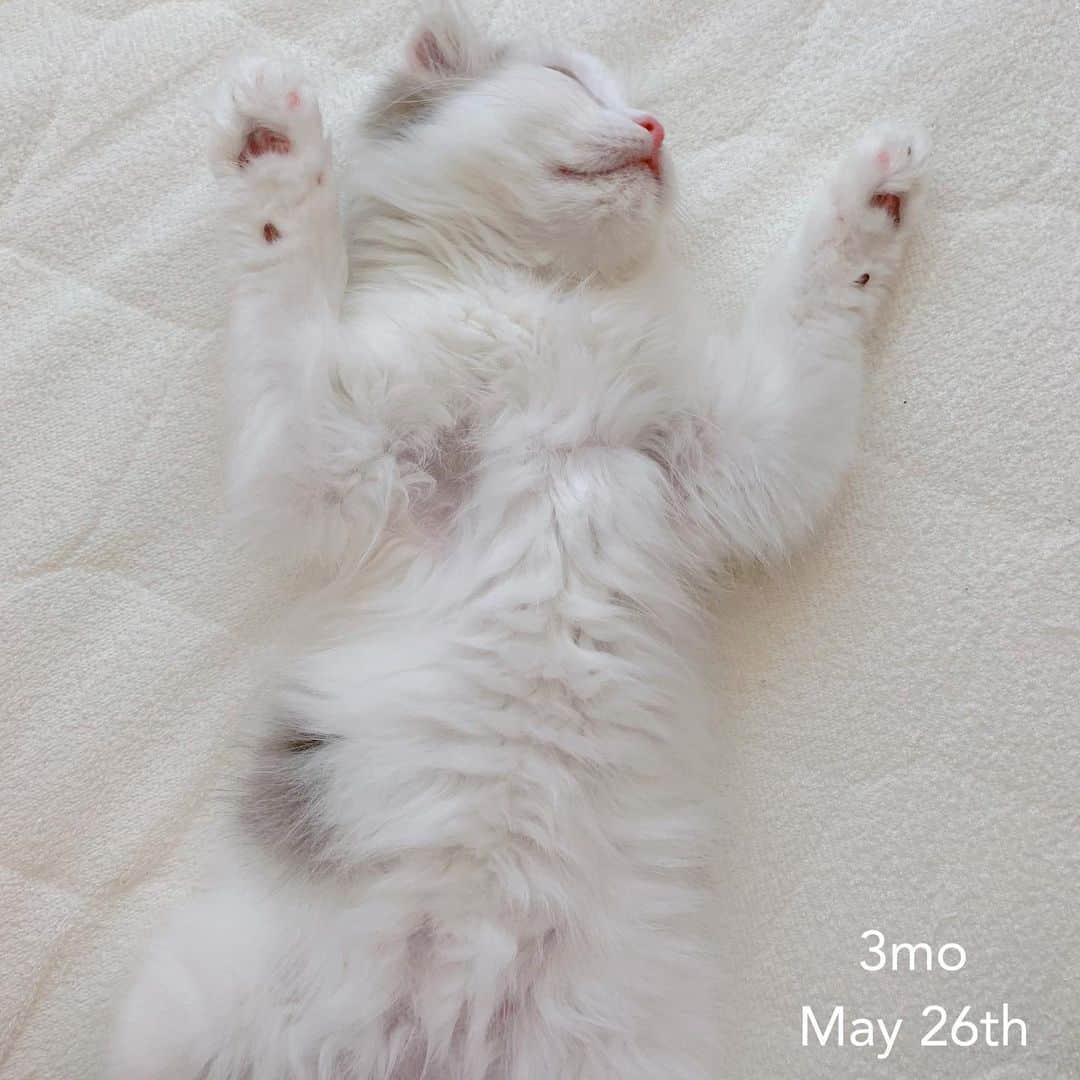 のんたのインスタグラム：「ぱんちゃん今日で生後3ヶ月になりました！ ・ #scottishfold #catstagram_japan #catsofinstagram #cats_of_instagram #catoftheday #purr #ilovemycat #bestmeow #catlover #cutecat #kittensofinstagram #cute #スコティッシュフォールド#スコティッシュフォールドロングヘア #3monthsold #kitten」