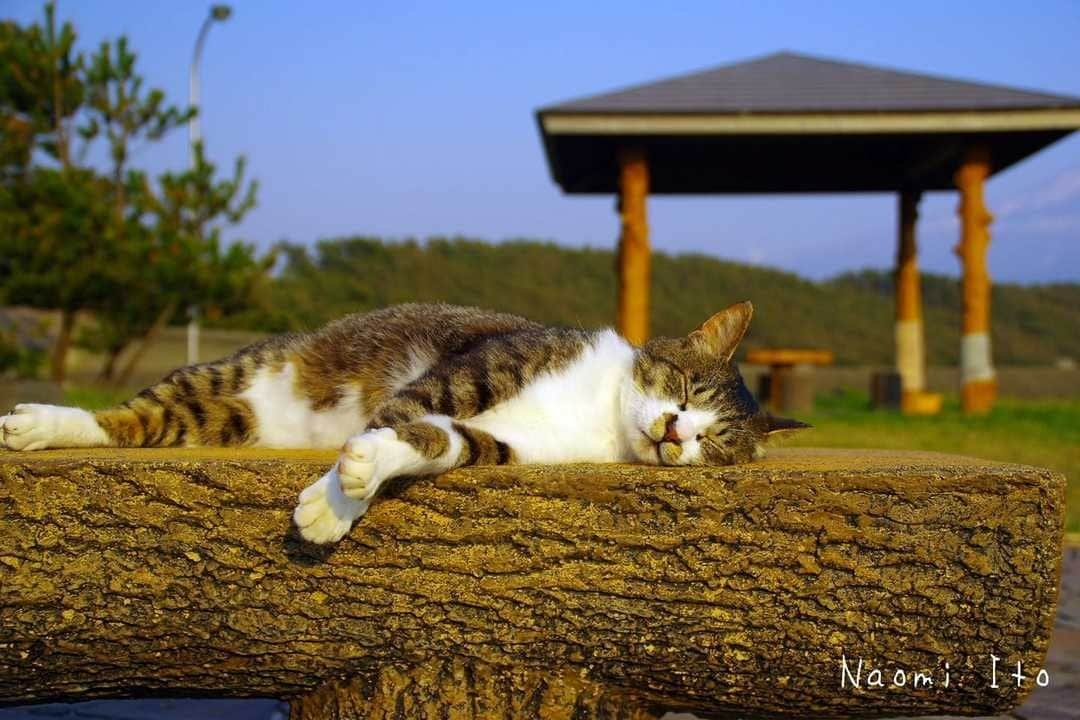 NEKOくらぶさんのインスタグラム写真 - (NEKOくらぶInstagram)「|| おやすみなさ～い💤⠀ *⠀ Facebookから、Naomi Itoさんの作品ですにゃ（＝ΦωΦ＝）⠀ ⠀ *⠀ 投稿いただいたURL⠀ https://www.facebook.com/photo.php?fbid=2466967036867565⠀ *⠀ いいね！＆コメント大歓迎！！⠀ *⠀ #nekoclub #NEKOくらぶ #Japan #Photo #写真 #日本 #cat #ネコ #ねこ #猫 ⠀ Follow: @nekoclub_jpn⠀ *⠀ ▼【廣済堂出版共同企画】NEKOくらぶの皆さまとつくる「NEKOくらぶ写真集」、発売中♪（＝ΦωΦ＝）⠀ ※詳細は本アカウント「 @nekoclub_jpn 」のプロフィールに固定しているハイライトから」5月26日 10時00分 - nekoclub_jpn