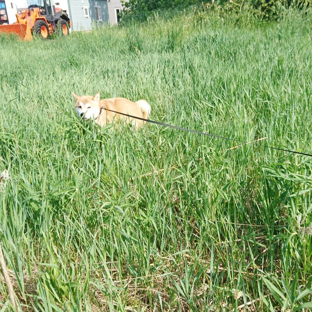 柴犬⭐️サスケさんのインスタグラム写真 - (柴犬⭐️サスケInstagram)「おはわん #朝ん歩 #💩#階段降りれないのに2階に行きたがる#お腹すいたら吹き抜けから顔を出す#キュンと泣く#柴犬#赤柴#わんだフォ #犬ら部 #柴友会 #柴北会#北海道でも31℃#5月ですよ#今日運動会のところあるのに#茶助ものびちゃう」5月26日 10時00分 - shiba20150405