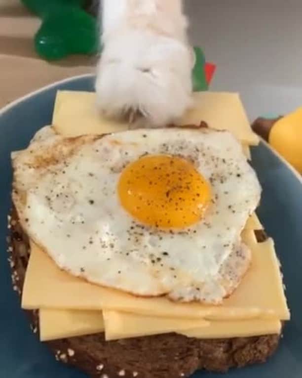 Aww Clubのインスタグラム