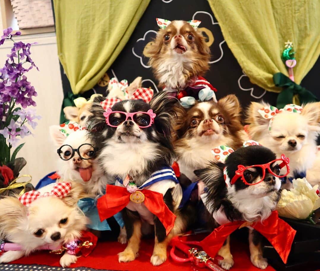kayoのインスタグラム：「* * 可愛いー💗 セーラームーンコス🌙✨ * * #みんなでセーラームーン #dogcafeこふみ * #chihuahua#chihuahualove#dogstgram#dog#instadog#チワワ#チワワ大好き * *」