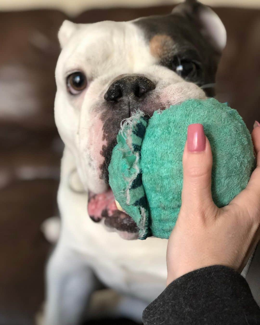 Bodhi & Butters & Bubbahさんのインスタグラム写真 - (Bodhi & Butters & BubbahInstagram)「No ball too big 🎾🎾🎾 . . . . . #ball #is #life #silly #bulldog #funny #boy #dogsofinstagram #bestoftheday #smile #saturday」5月26日 10時11分 - keonistuff