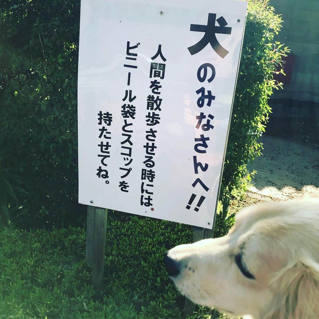 葵ゆりかさんのインスタグラム写真 - (葵ゆりかInstagram)「そうだよね。笑  #看板 #逆に #シュール #わんこ #dog #dogstagram #instadog #お散歩 #犬のいる暮らし #わんことお出かけ」5月26日 10時24分 - yuriyuricchi
