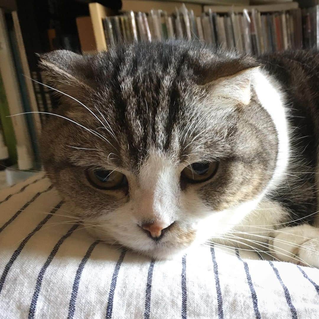 ミツバ&フックのインスタグラム：「フリマのお誘い受けたけど、売るものがない… #ilovecat」