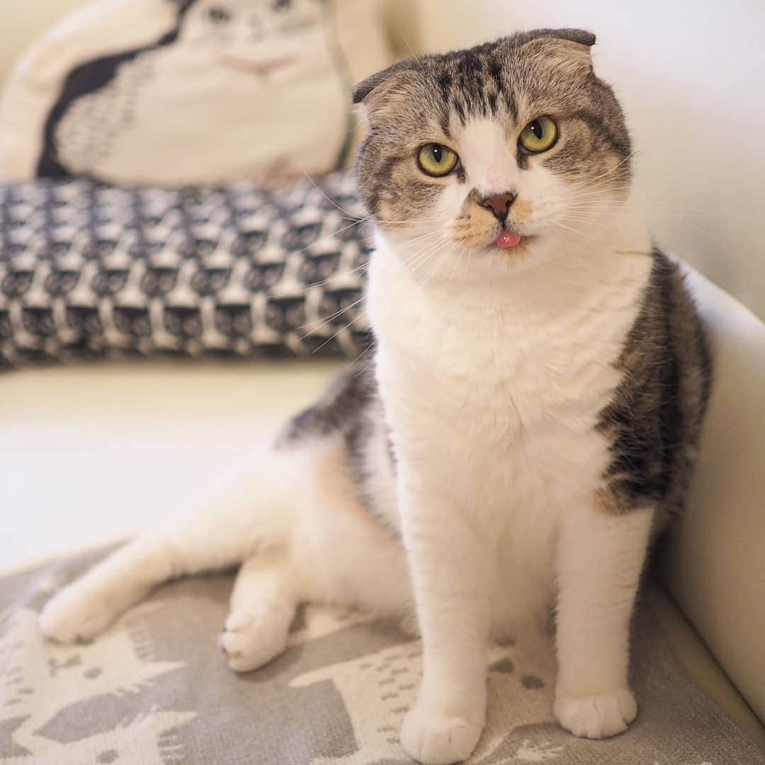 Hitomiさんのインスタグラム写真 - (HitomiInstagram)「2019.05.26  ちゅーるは欲しいけど、立ちたくはないらしい🐈🐈😂 . #立つんだジャー #おはじゃーくん . . #nyancon01 #ねこにすと9有楽町 #りぷちんに届け元気玉  #じゃこ#あご肉部 部長🍙 #ブヒブヒ倶楽部 #シブにゃん隊over10jr  #ねこ部#関西ねこ部#ふわもこ部 #ペコねこ部#もちぽよ部#みんねこ#お口まわり玉ねぎ隊#無敵の親バカ同盟 #スタペグラム」5月26日 10時22分 - jako0317