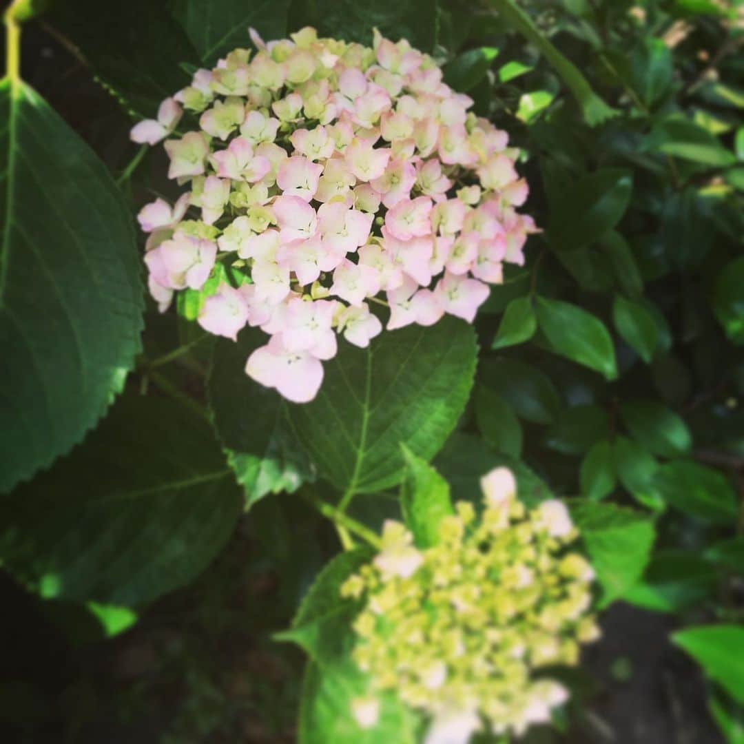 小嶋晶子のインスタグラム：「Hydrangea will start changing color soon. I can't wait!  庭の紫陽花が色づき始めた💠 #紫陽花 #hydrangea」