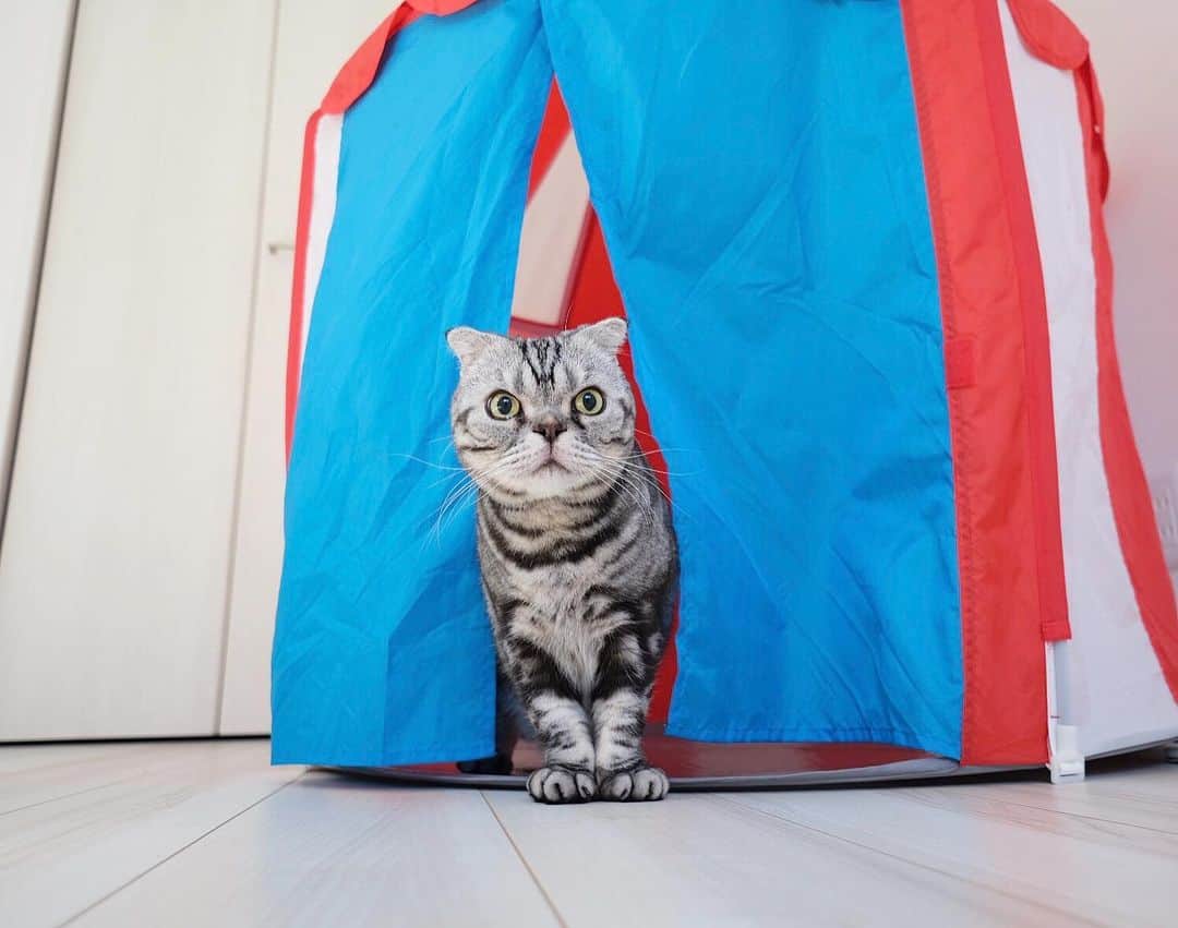 Shishi-maruのインスタグラム：「🐱Mornig:) 🐱モーニン！ ーーーーーーーーーーー 📕「ぷっちねこ。」単行本発売中 📗「3匹のちいさな猫を召喚できたなら」 📘「ちいさな猫を召喚できたなら」重版出来 ーーーーーーーーーーー ⭐︎ねこ漫画を描いています→@tacos_cat 🐱公式→@chiisanacat 🌺Twitter →@taco_emonemon ーーーーーーーーーーー」