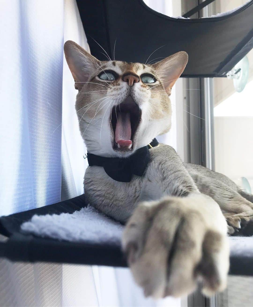 モルト♡Malt(Singapuracat)のインスタグラム：「まるで別人。別にゃん。 * * また怖がられちゃうかな😹」