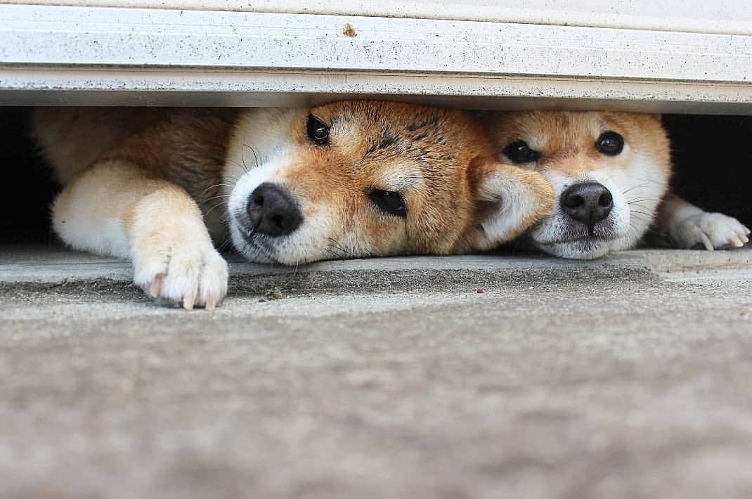 柴犬たま Shibainu Tamaのインスタグラム