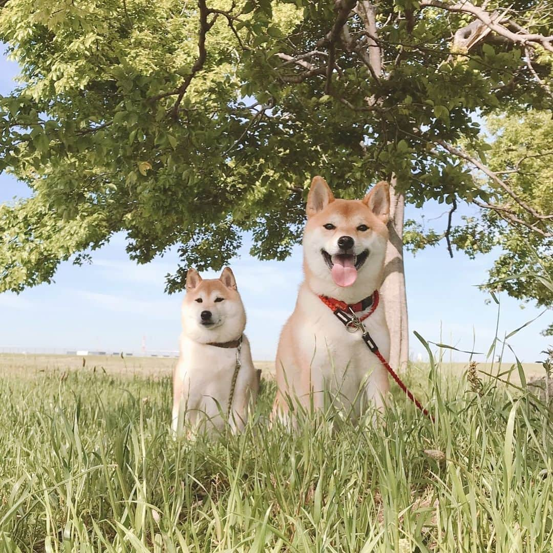 柴犬Mamesuke・Korosuke??大阪さんのインスタグラム写真 - (柴犬Mamesuke・Korosuke??大阪Instagram)「🐱🐻🌷 🐾----*----*----*----*🐾 みなワン、よい週末を〜🥰 🐾----*----*----*----*🐾 #MameKoro #豆コロ #West_dog_japan #豆柴 #柴犬 #赤柴 #豆介 #コロ介 #shibagram #shibastagram #shibainu #shiba #shibadog #🐕📷」5月26日 11時00分 - mame_suke_i