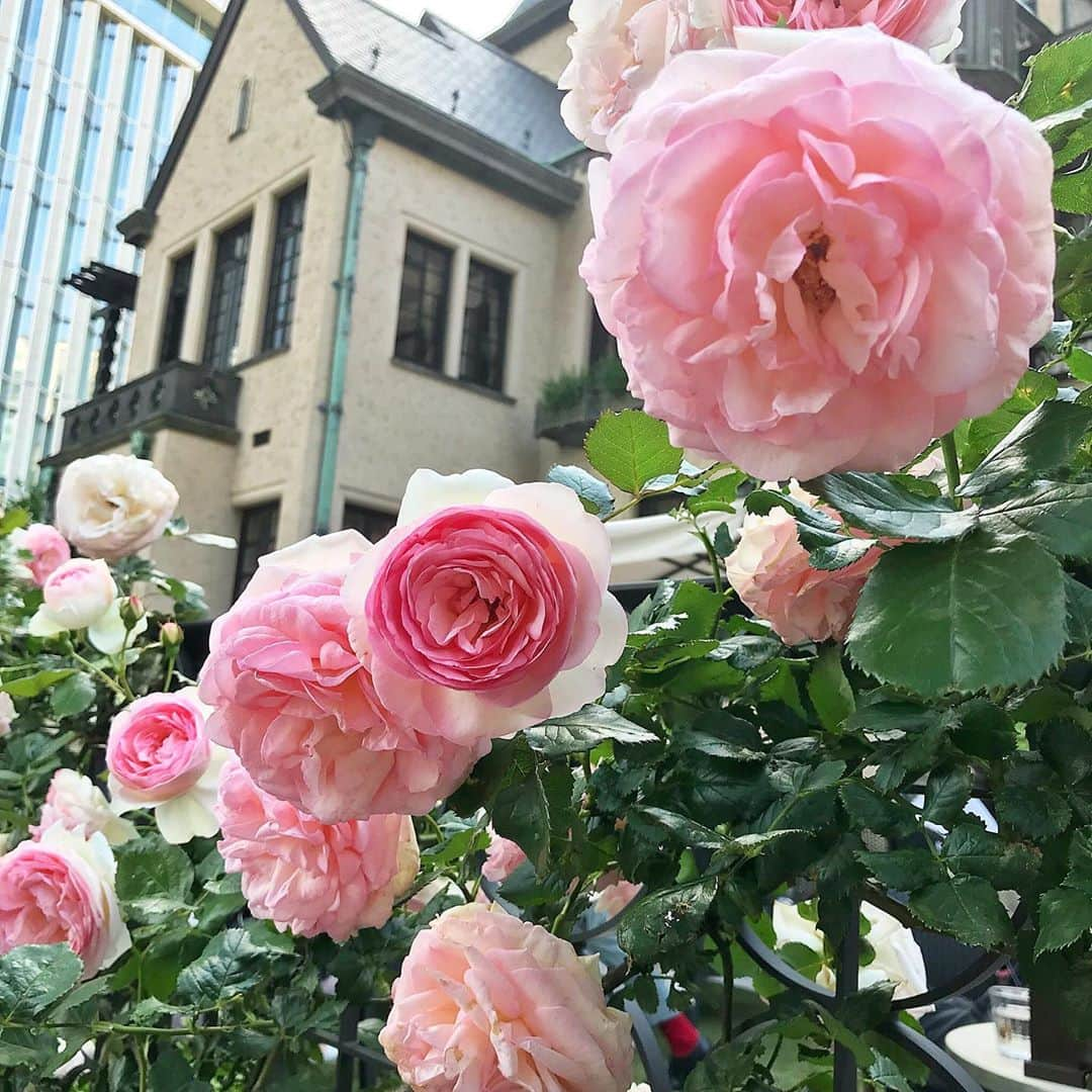 若本美夏海さんのインスタグラム写真 - (若本美夏海Instagram)「. 紀尾井町でroseweekという素敵なイベントが！  大好きなベルばらの展示もありました🌹🌹 ． ローズガーデンもあってお花やバラがお好きな方にオススメです…✨ . . .  #紀尾井町 #東京ガーデンテラス紀尾井町 #紀尾井町ガーデンテラス #東京ガーデンテラス #ローズガーデン #バラ園 #薔薇 #花のある暮らし  #kioiroseweek #rosegarden #tokyogardenterrace」5月26日 11時45分 - minami_wakamoto