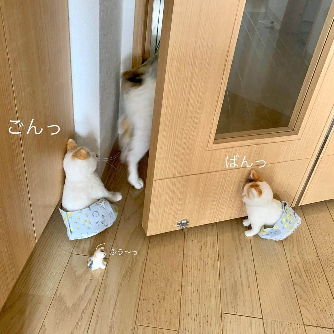 マルさんのインスタグラム写真 - (マルInstagram)「🚪ドア開いてる！にゃんばれ自分 ₍^·͈༝·͈^ฅ . マル姉妹の産みの親 @chikafelt さんへ いつもは仲良し姉妹達ですので安心してね😁 . . #マル三姉妹#ねこすたぐらむ#cat#猫と暮らす#love#ねこ部#instagood#ペコねこ部#スカートをはいた猫#羊毛#みんねこ#保護猫#petstagram#pleasantcats#三毛猫#癒し#catloversclub#猫#lovelycat#gato #にゃんすたぐらむ#にゃんだふるらいふ #catstagram#thekittypost#sweetcatclub #catsofinstagram#cat_features #cats#cute」5月26日 12時39分 - maruruna