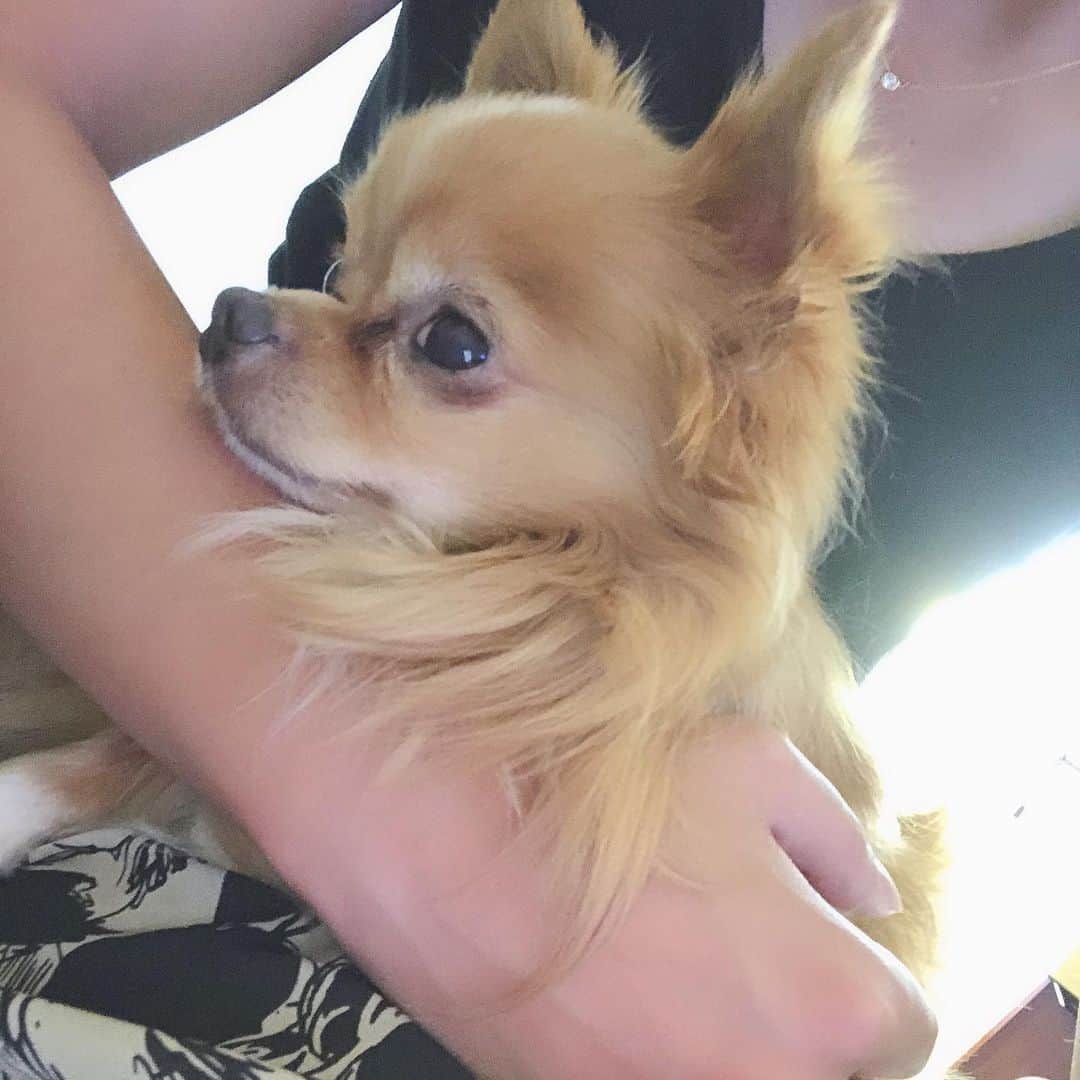 のインスタグラム：「癒し🥺❤️ * #ネル#ネルフ#チワワ#癒し」