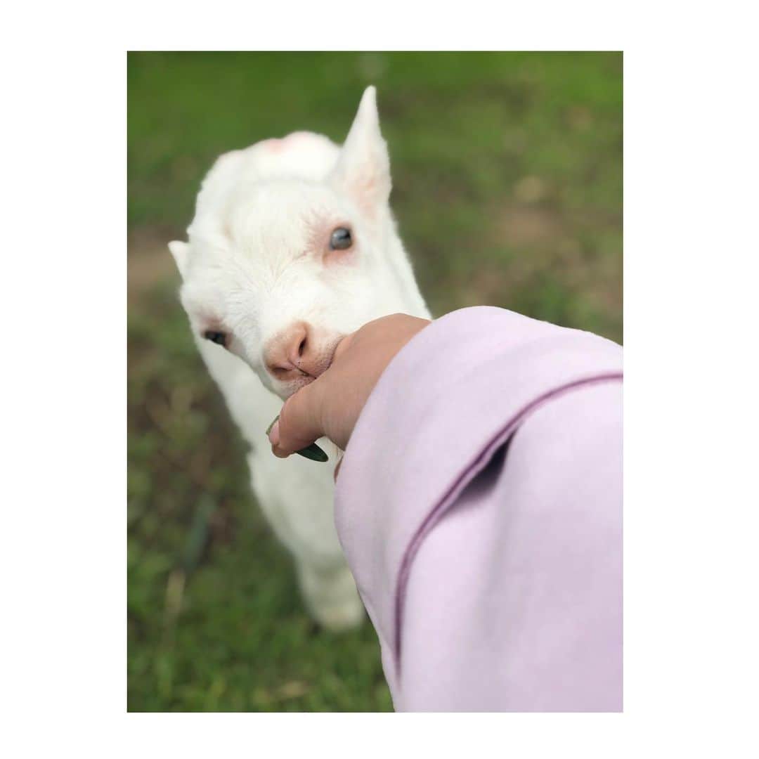 白戸ゆめのさんのインスタグラム写真 - (白戸ゆめのInstagram)「🐐 . やぎさんと戯れたロケ👒💕 ツーショットを撮るのはなかなかに至難の業で。。。 でも、かわいすぎました🥰 . 小屋も細部まで凝っていてオシャレ！ オーナーの愛を農場全体から感じました🌿 ちらりと #オニツカタイガー をコラボさせてみた🐯笑 . 癒しの時間だったなあ 青空の下食べるパニーニも 昼からのワインもグー🍷✨ . #瀬戸内海放送 #KSB #5ch #アナウンサー #白戸ゆめの #ヒルペコ #ランチ #岡山 #香川 #青空 #農場 #やぎ #パニーノ #ワイン #最高 #ロケーション #ヤギラッテ #個人的に好き #かわいかった #癒し . 1枚目、前の投稿の幼少期の写真と おんなじような顔をしとったあ😶😶😶」5月26日 19時08分 - yumeno.s_