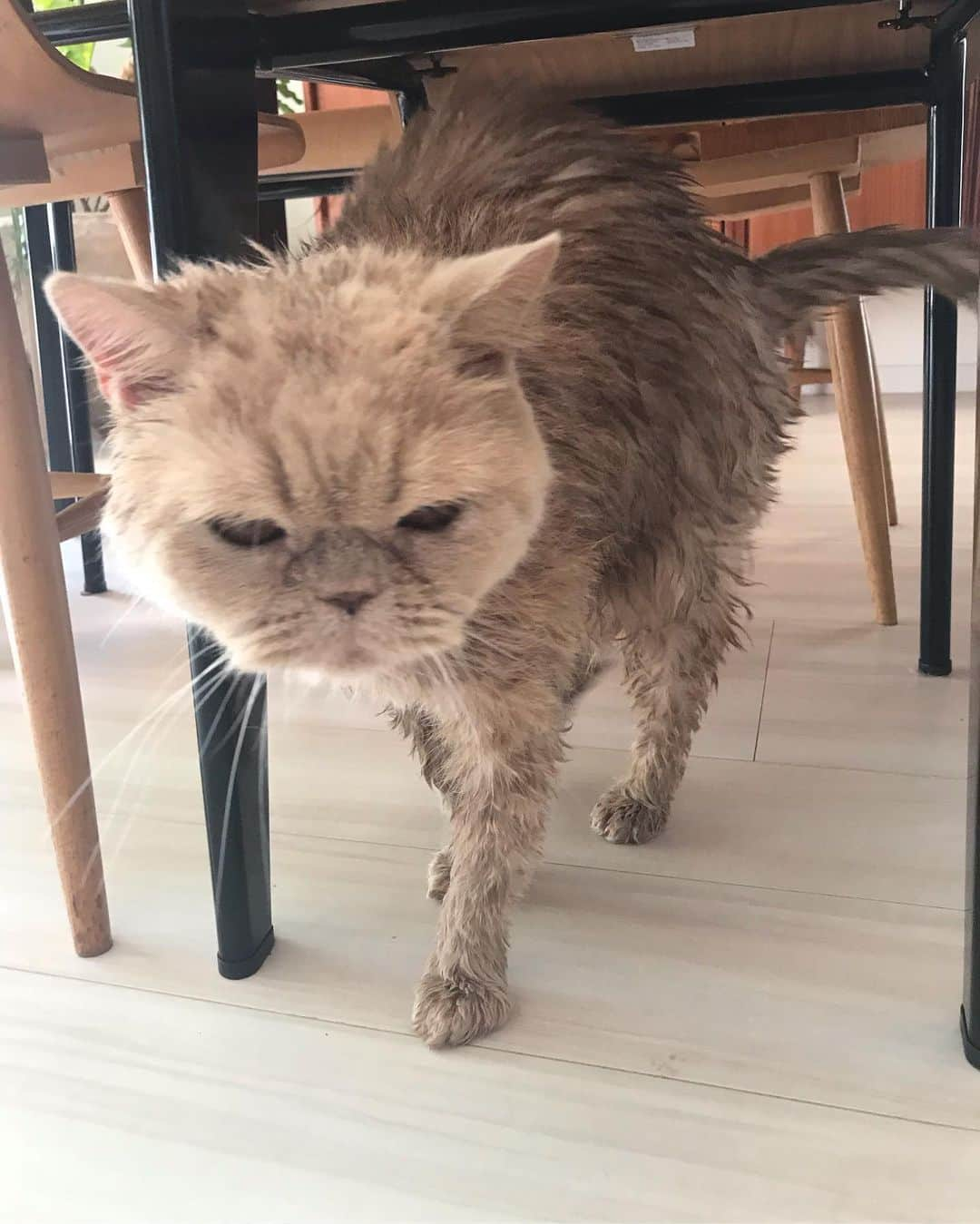 濱中鮎子さんのインスタグラム写真 - (濱中鮎子Instagram)「お利口さんでシャンプー頑張っていました！😹 もののけみたいになってるけど、だいぶほっそりしたかな！  風呂場からは、悲しい鳴き声が聴こえてきました。😹🚿🛁 はい！スッキリ！  #お風呂お利口さんタイプ  #cat #ネコ #小心者の親分 #チャイ坊 #チャイ #chai #britishshorthair #ブリティッシュショートヘア #クラッシュフェイス #ぶチャイく #愛の交歓」5月26日 13時48分 - ayukohamanaka