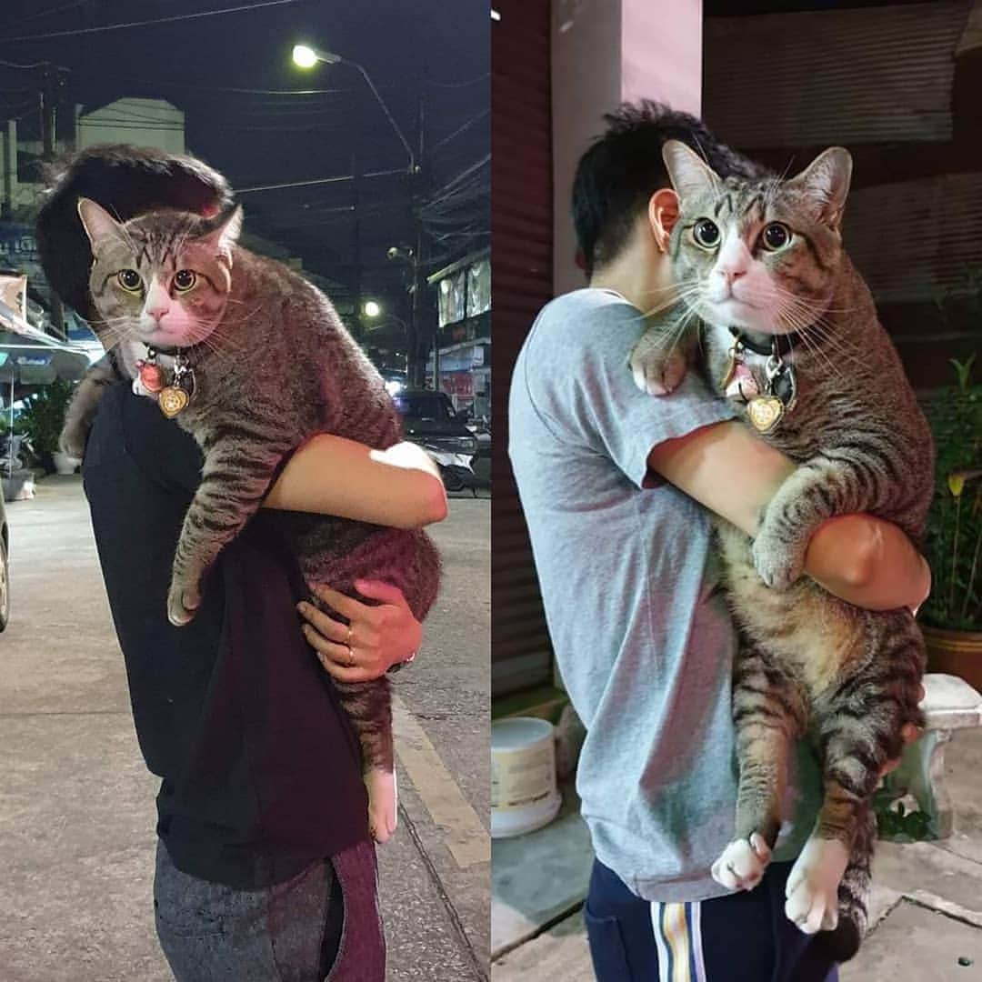 Pleasant Catsさんのインスタグラム写真 - (Pleasant CatsInstagram)「📷 from น้องสามชั้นพี่ใบพาย | Facebook - Thailand 😘😘 #pleasantcats」5月26日 13時56分 - pleasantcats