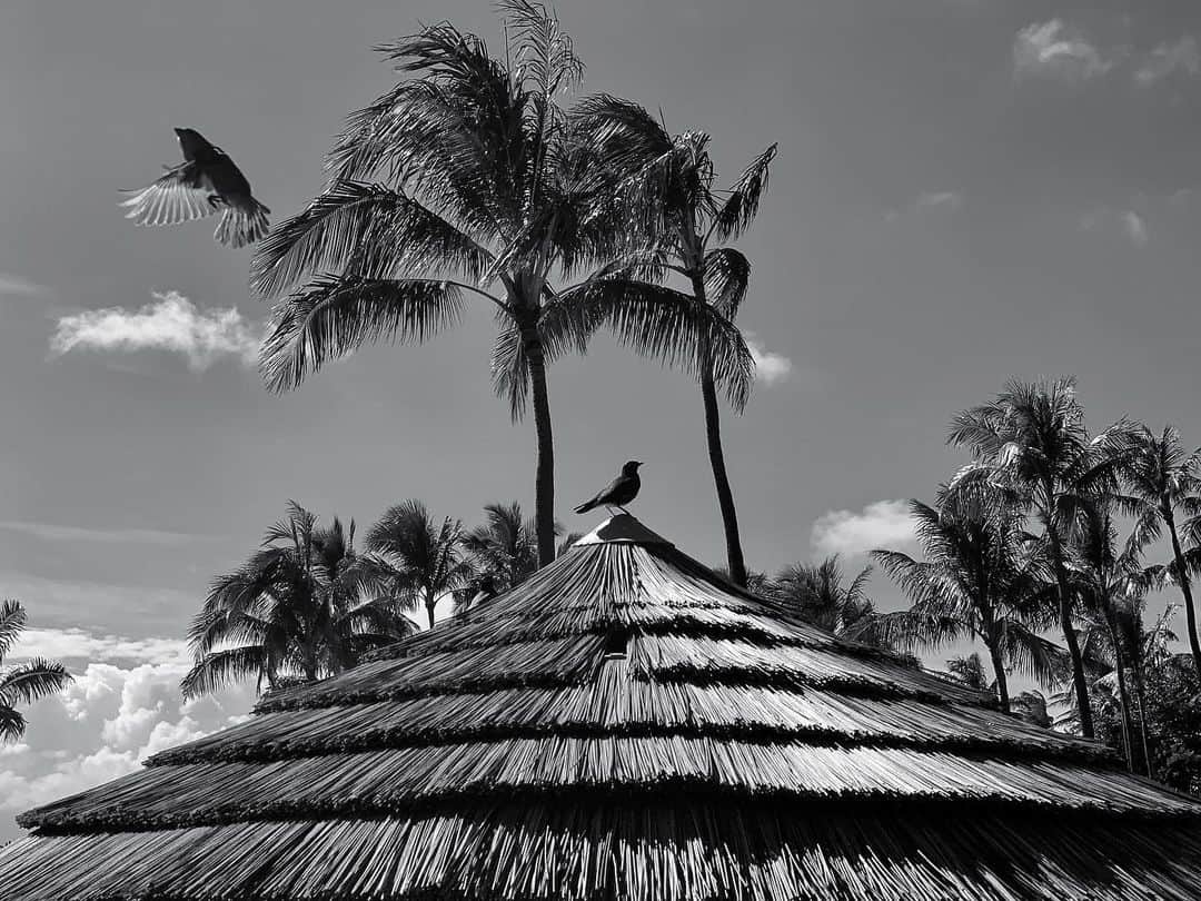 カイル・ニューマンさんのインスタグラム写真 - (カイル・ニューマンInstagram)「Bird Watchin’」5月26日 14時22分 - kyle_newman
