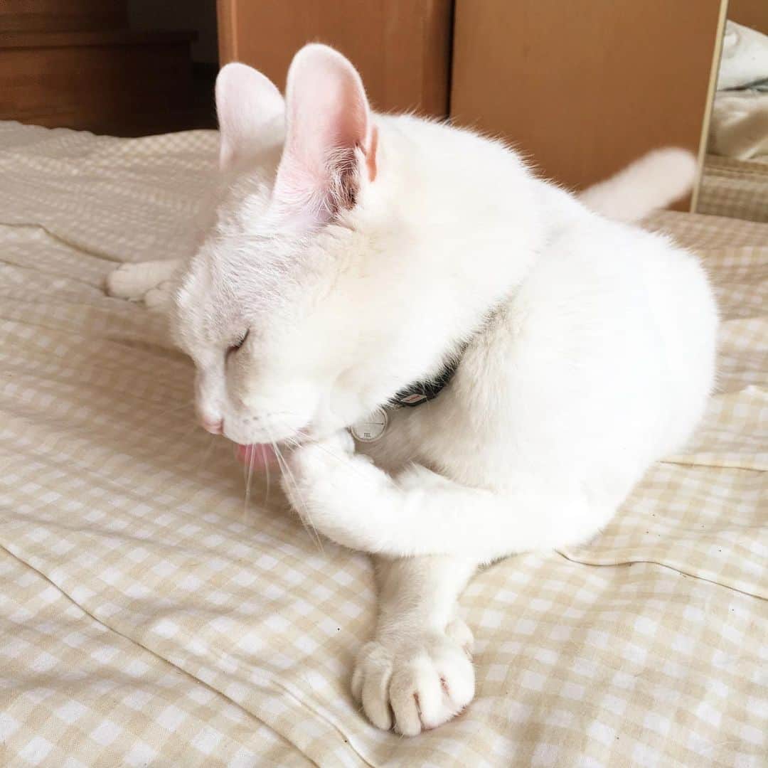 相原コージさんのインスタグラム写真 - (相原コージInstagram)「ぺろーんぺろーん。 #ねこ #しろねこ  #毛づくろい #cat #whitecat」5月26日 14時42分 - kojiaihara