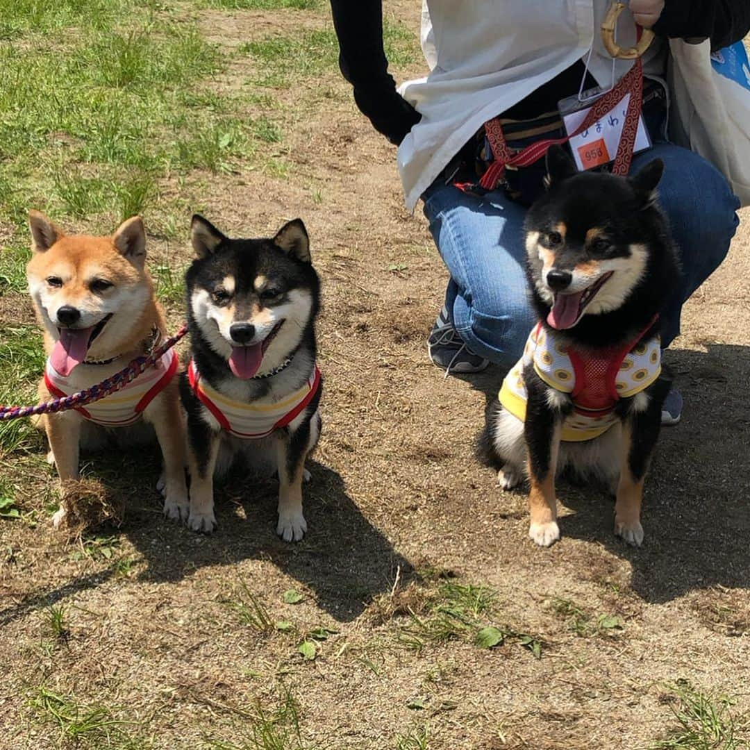 豆柴なつ&ふゆさんのインスタグラム写真 - (豆柴なつ&ふゆInstagram)「We go to Japanese dog festival🐕✨😊💓 日本犬祭りに参加🐕😊💓✨ お友達に会って来ました💕 ②官兵衛くん ③くるみちゃん ④ひまわりちゃん ⑤ちょこ・せんべえくん  #旅行 #trip #那須ハイランドパーク #日本犬祭り #柴友 #柴犬#shiba #shibainu #shibastagram #shibamania #sweet#豆柴#癒し  #仲良し #pecoいぬ部#doglove #dogstagram #dogoftheday #かわいい#instashiba  #🐕📷 #ふわもこ部 #friends #犬#instacute #柴#proudshibas #cutepets #わんこ」5月26日 14時55分 - mameshiba.natsuinu56